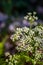 Pleurospermum austriacum flower growing in mountains