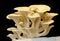 Pleurotus cornucopiae