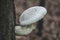 Pleurotus dryinus is a species of fungus in the family Pleurotaceae