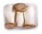 Pleurotus eryngii, king oyster mushrooms, king trumpets. Fresh raw edible  mushrooms on white foam food tray isolated on white.