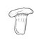 Pleurotus eryngii, king trumpet mushroom, French horn mushroom, eryngi, king oyster mushroom, king brown mushroom, boletus of the
