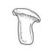 Pleurotus eryngii, king trumpet mushroom, French horn mushroom, eryngi, king oyster mushroom, king brown mushroom, boletus of the