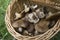 Pleurotus eryngii. Mushroom Thistle. Cardoncello mushroom freshly picked in the field, with basket