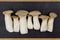 Pleurotus eryngii mushrooms in a cardboard tray. Raw whole edible mushrooms.