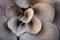 Pleurotus mushrooms background