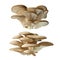 Pleurotus ostreatus