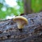 Pleurotus pulmonarius mushroom