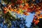 Plexus of branches of red maple and conifers in the autumn forest against the sky. Autumn natural background.