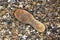 Plimsoll buried in pebbles on the beach