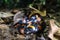 Pliocercus snake from jungle rainforest