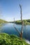 Plitvice Lakes, Croatia. Overview and one dry tree