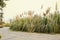 Plnaked footpath in reed of spring