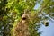 Ploceus birdâ€™s nest hanging on tree