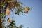 Ploceus birdâ€™s nest on tree. Natural wild animal photography. Empty bird nest on tree.