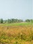 A plot of land in rural place in Assam