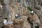 Plot rookery with nests of Kittiwakes