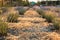 Plot with rows of young purple lavender