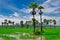 Plots, farmland, rice fields, new palm trees and sky backgrounds