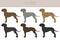 Plott hound clipart. Different poses, coat colors set