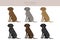 Plott hound clipart. Different poses, coat colors set