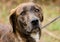 Plott Hound mixed breed dog