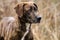 Plott Hound mixed breed dog