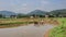 Plough and in background is ripe rice paddy cow plowing field