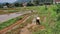 Plough and in background is ripe rice paddy cow plowing field