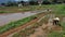 Plough and in background is ripe rice paddy cow plowing field