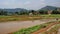 Plough and in background is ripe rice paddy cow plowing field