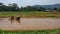 Plough and in background is ripe rice paddy cow plowing field