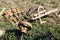 Plough, flywheel, pumpkins and other retro farming equipment, of wood , decoration, in a meadow