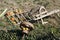 Plough, flywheel, pumpkins and other retro farming equipment, of wood , decoration, in a meadow