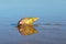 Plough snail on the beach