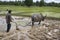 Plough with water buffalo