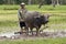 Plough with water buffalo