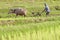 Plough with water buffalo, rice field Asia