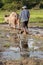 Plough with water buffalo, rice field Asia