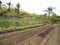 Ploughed farm land in Balamban, Cebu, Philippines