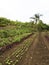 Ploughed farm land in Balamban, Cebu, Philippines