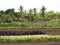 Ploughed farm land in Balamban, Cebu, Philippines