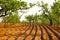 Ploughed farmland