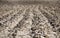 Ploughed field, soil close up.