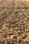 Ploughed ground texture. Field prepared for cultivation, agricultural activities