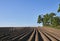 Ploughed Potato Furrows in a Scottish Field near the small Village of Whigstreet in Angus.