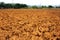 Ploughed red clay soil agriculture fields