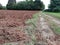 Ploughed soil in  farmlands landscape  in italy