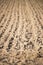 Ploughed soil for seeding new vegetables, agriculture field