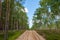 Ploughed-up dirt road in forest serving as an emergency route for authority services in case of fire. Poland. Europe.