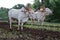 Ploughing of field by traditional method